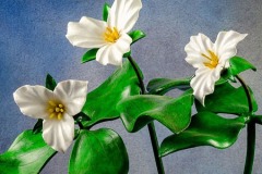 Trilliums Closeup