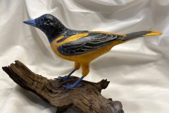 Baltimore Oriole