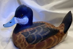 Ruddy Duck