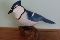 Blue Jay